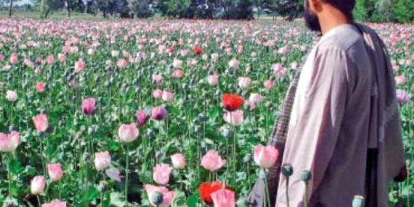 Afganii, „mituiţi“ pentru a nu cultiva opiu