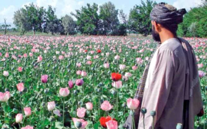 Afganii, „mituiţi“ pentru a nu cultiva opiu