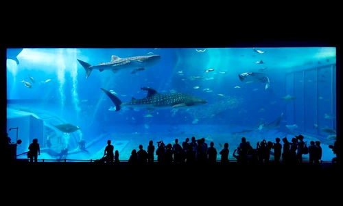 1 83784 original jpg jpeg