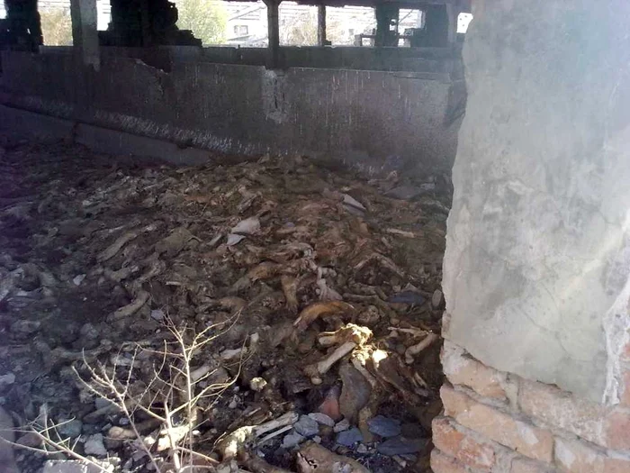 Comisarii Gărzii de Mediu au găsit leşuri în stare de putrefacţie pe o mare suprafaţă din curtea firmelor 