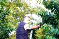 Dan Helciug,  prins la furat, de  prietenul lui  jpeg