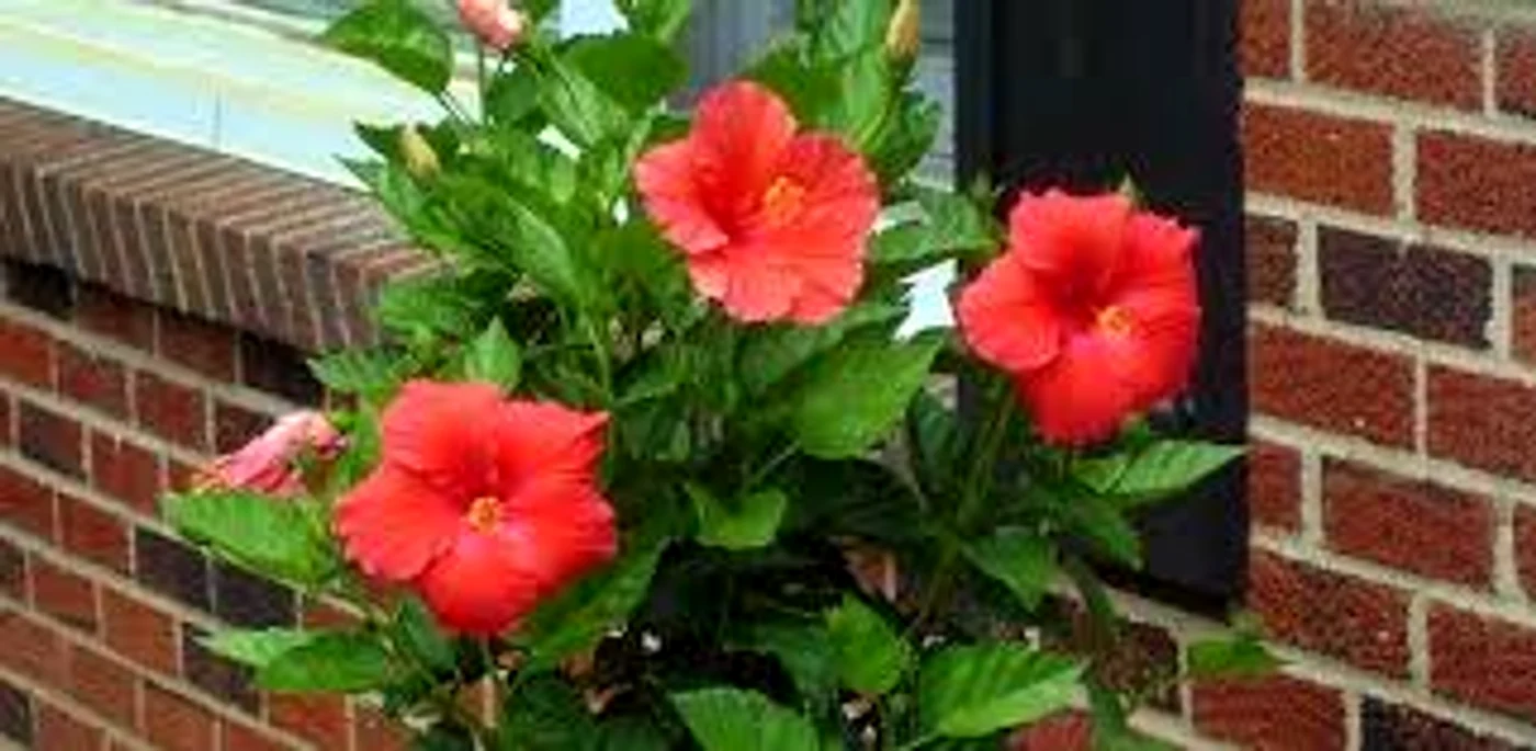 
    Hibiscus, un remediu pentru efectele stresului Sursa foto: Arhiva Click  