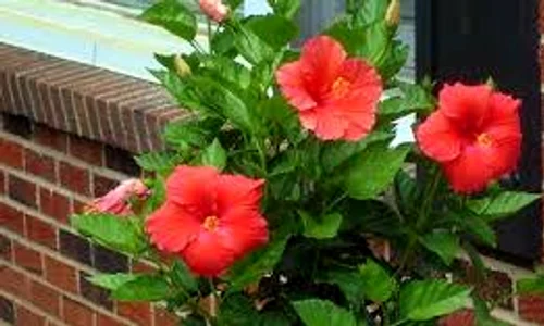 hibiscus index jpeg