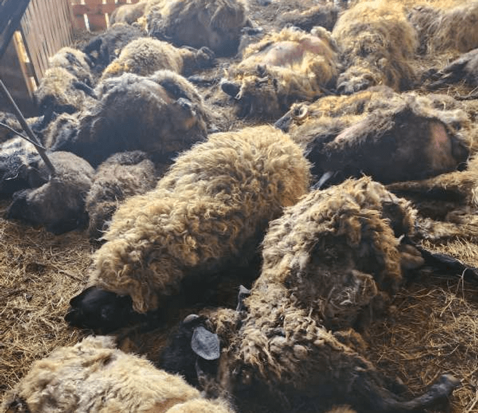 O gospodărie din Dolj a fost atacată de o haită de şacali. Zeci de oi au fost omorâte