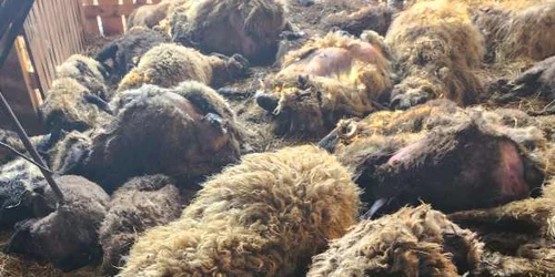 Atac Sacali Foto Prefectura Dolj jpeg