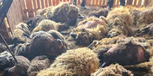 Atac Sacali Foto Prefectura Dolj jpeg