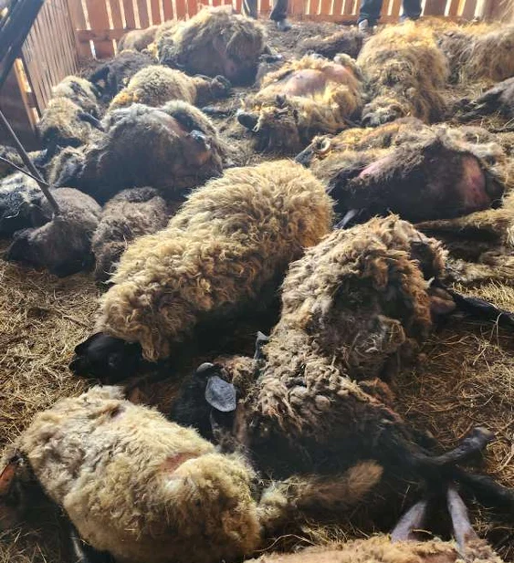 Șacalii au ucis zeci de oi, sambata, în Dolj. FOTO Prefectura Dolj