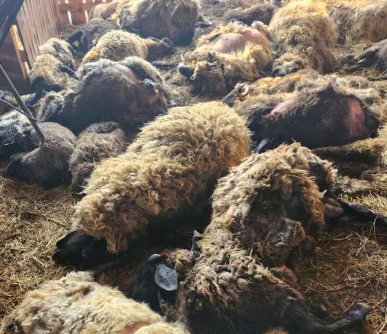 Oile au fost atacate de o haită de şacali. FOTO Prefectura Dolj