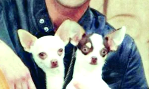 Adrien  Brody jpeg