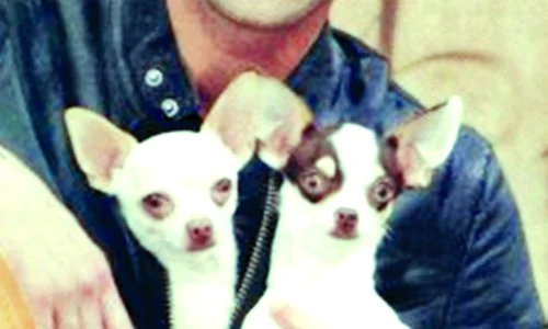 Adrien  Brody jpeg