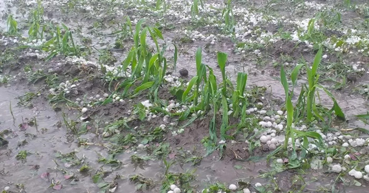 Grindina a făcut ravagii pe câmp