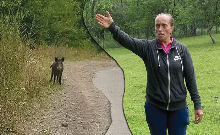 Săteanca  a pus pe fugă  şi porcii  sălbatici