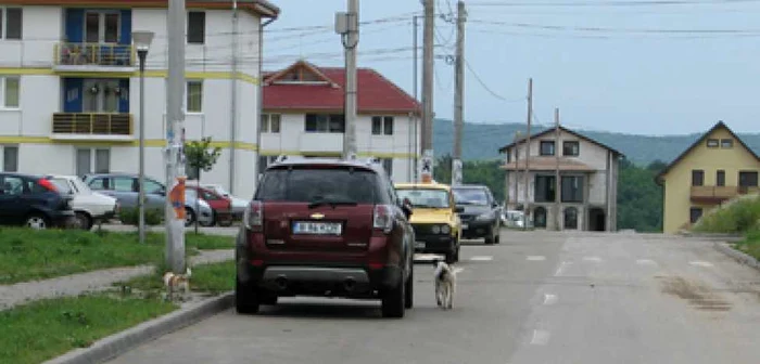 Botoşani: ANL Bucovina, cartierul înţesat de zeci de câini