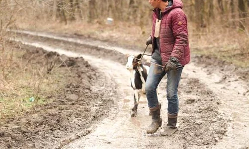 "Ferma vedetelor"   Lucian Viziru participă la treburile din fermă jpeg