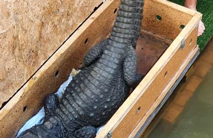 Crocodili de Arad FOTO Facebook/Laura Crişan/Aradon.ro