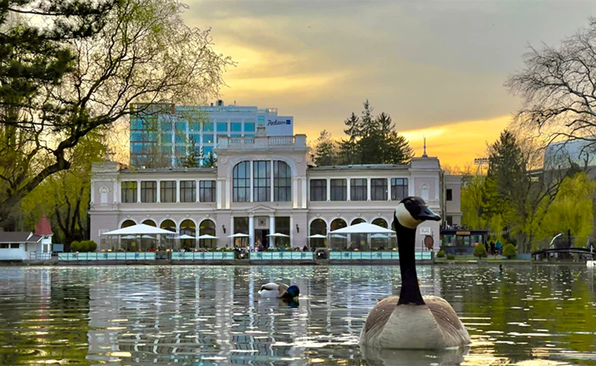 Înaripatele au fost fotografiate pe Lacul Chios din capitala Ardealului. Foto: cluj24.ro