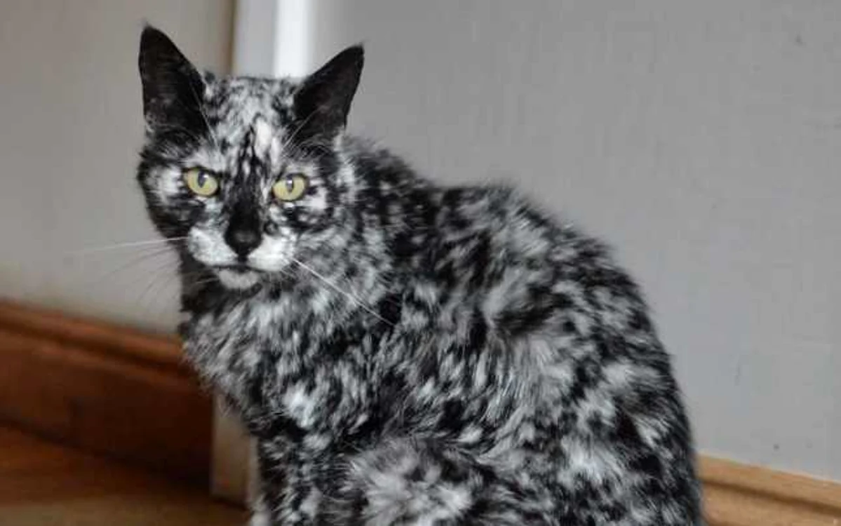 Scrappy, pisica a cărei blană seamănă cu o mochetă FOTO: ourcatsworld.com