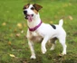5 caine russel terrier shutterstock 1181052637 jpg jpeg