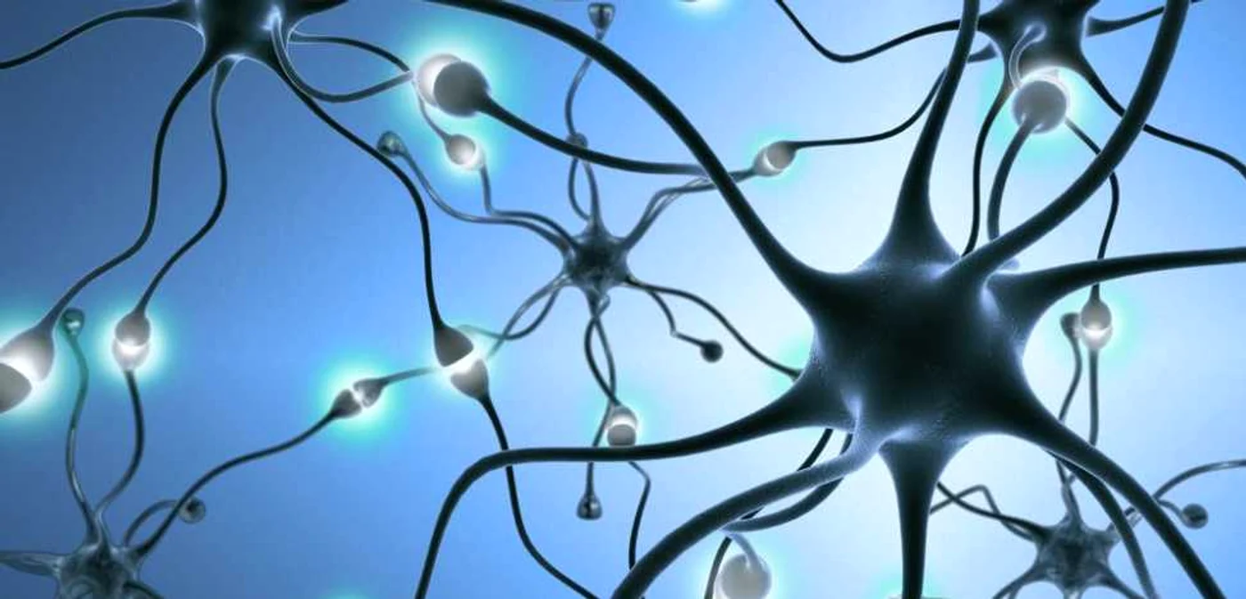 Neuroni FOTO Shutterstock