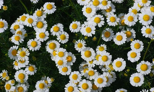 1 musetelul jpg jpeg