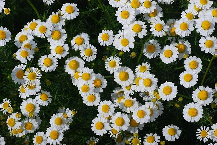 1 musetelul jpg jpeg