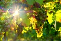 grapes 3550729 1280 jpg