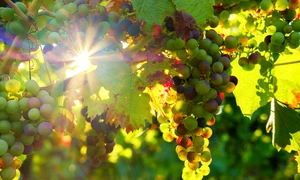 grapes 3550729 1280 jpg