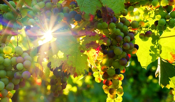grapes 3550729 1280 jpg