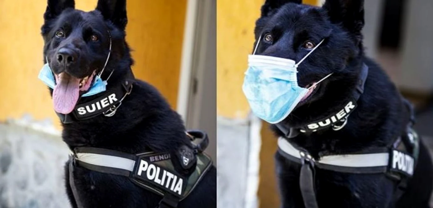Şuier, câinele poliţist FOTO MAI