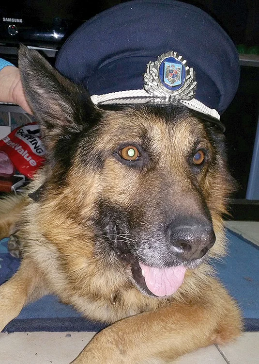 În prezent, câinii-poliţişti care sunt “pensionaţi” ajung în adăposturile pentru animale unde riscă să fie eutanasiaţi