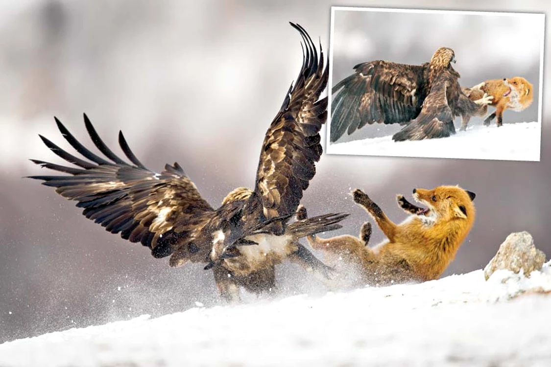 Înfruntarea a fost pe viaţă şi pe moarte (Fotografii: Photoland/ Caters)