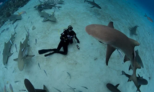 1402997 10151749553860872 1412275596 o jpeg