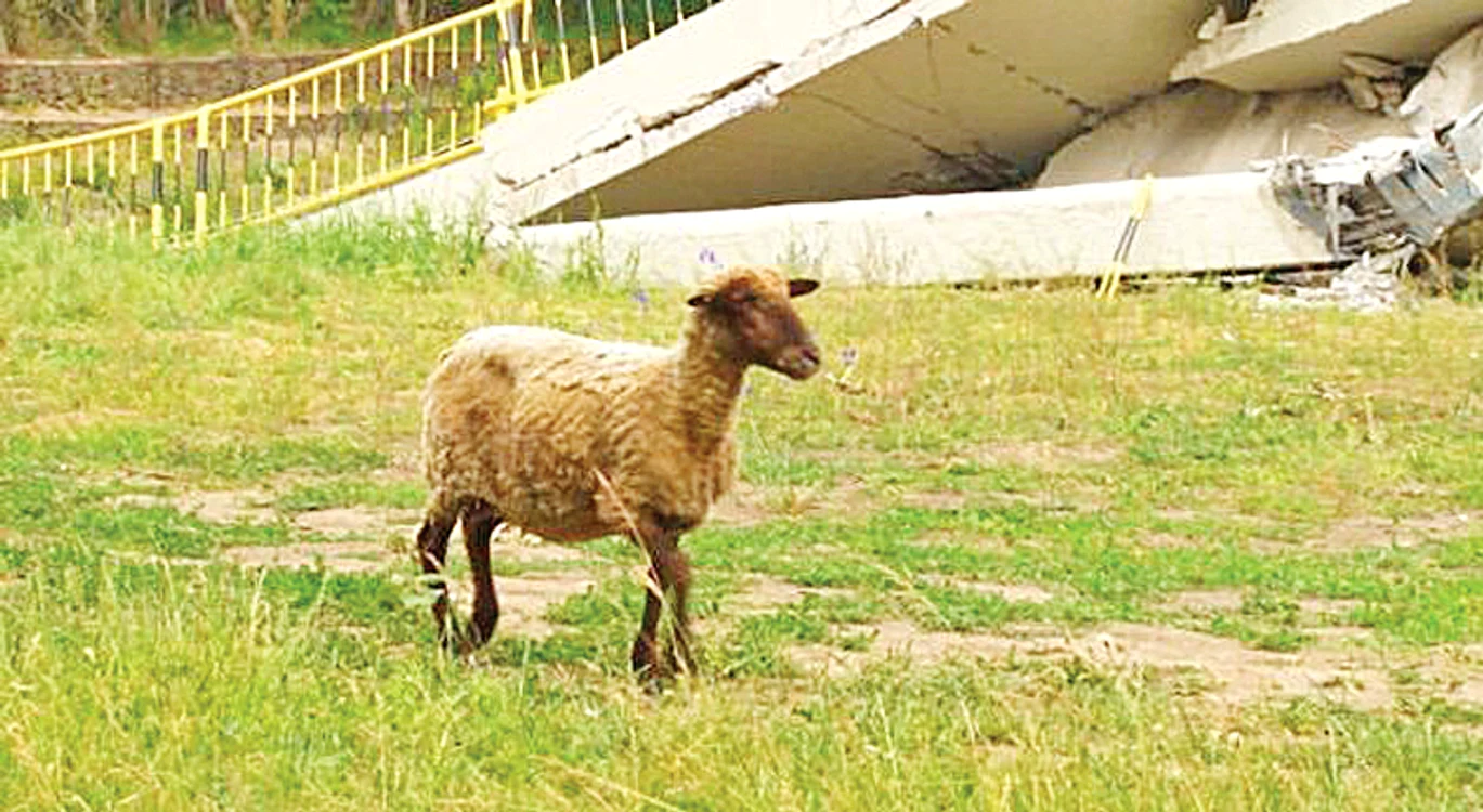 Oaia a ieşit pe propriile picioare. FOTO: ISU Neamţ