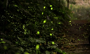 kiwi616 firefly 2713649 jpg