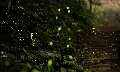 kiwi616 firefly 2713649 jpg