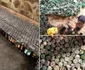 Podele de sticlă  Foto Mutat la tara Viata fara ceas Facebook jpg