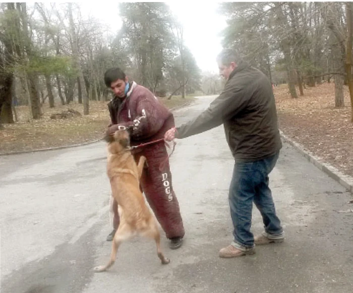 Căţeluşa Bella a acţionat doar la comanda stăpânului său