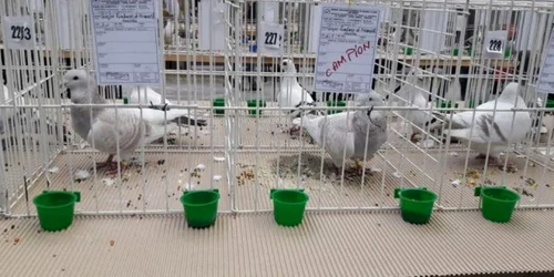 Craiovenii pot admira timp de două zile cele mai frumoase exemplare de păsări din România