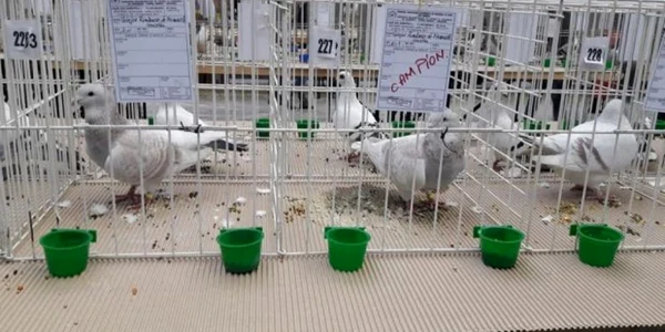 Craiovenii pot admira timp de două zile cele mai frumoase exemplare de păsări din România