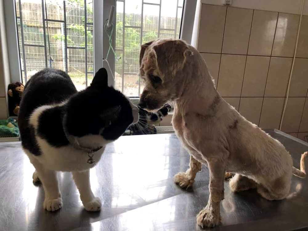 sursa: Help Lăbuş