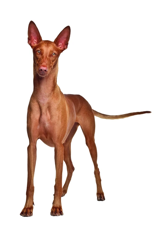 caine Pharaoh Hound 32725370 xl jpg jpeg