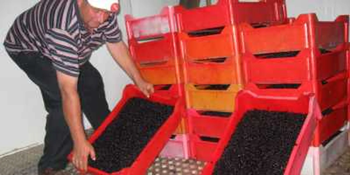 Afinele pentru export sunt o afacere profitabilă