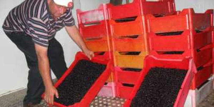 Afinele pentru export sunt o afacere profitabilă