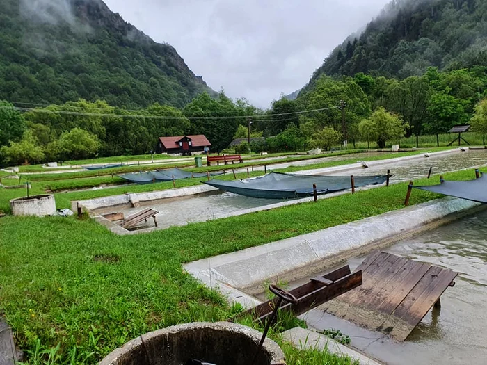 Păstrăvăria Lepșa FOTO: Victor Dumitru