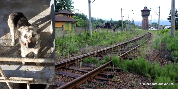 caine legat de calea ferata foto primaria petrosani