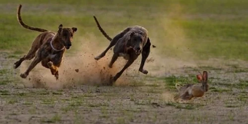 Tânărul voia să vâneze caprioare și iepuri cu ajutorul unui ogar. FOTO Botosaneanul