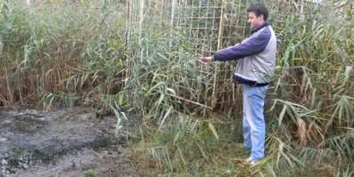 Izvorul este flancat cu trestii