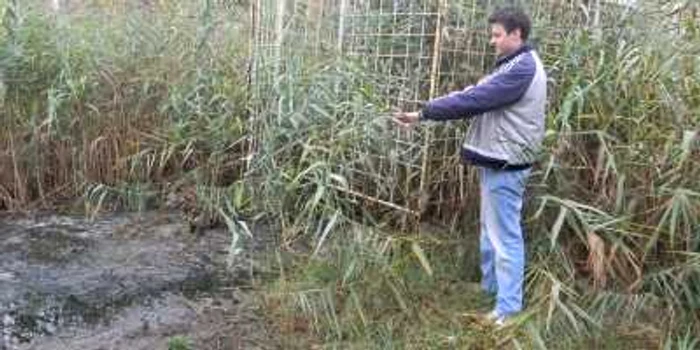 Izvorul este flancat cu trestii