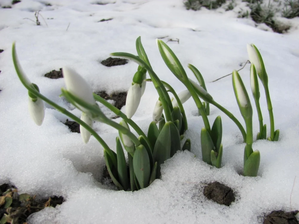 Ninsori şi precipitaţii în toată ţara FOTO I.S.