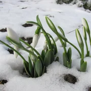 calarasi ghiocei in zapada foto i.s.